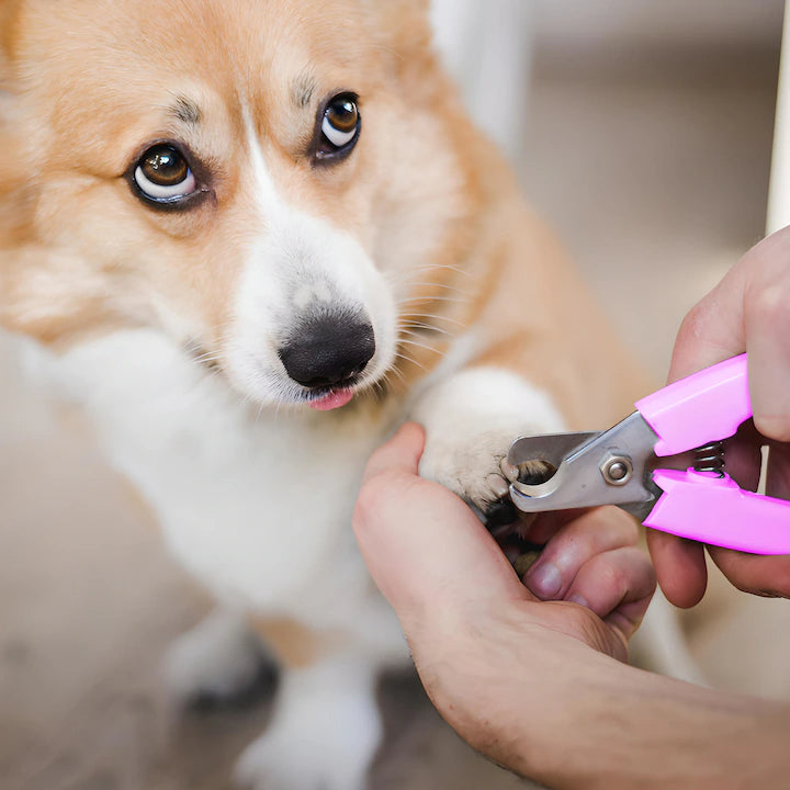 Aparat de Tuns pentru Animale de Companie, Set Complet de Ingrijire